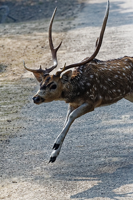 Keoladeo national park-131